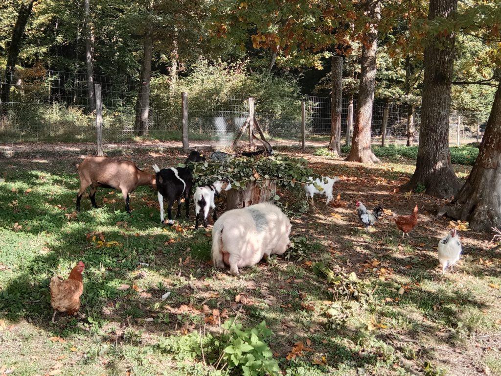 Hébergements insolites avec ferme pédagogique